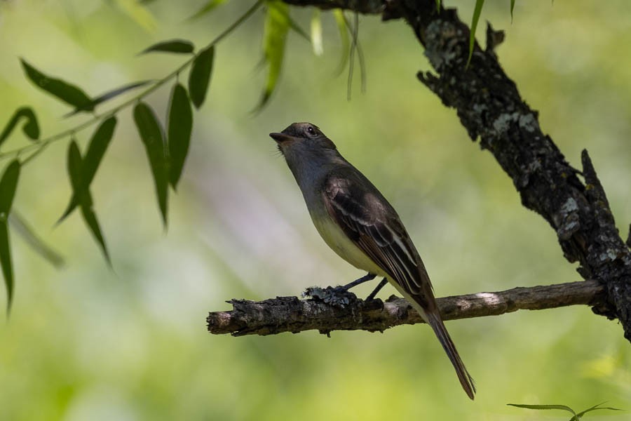 Great Crested Flycatcher - ML619896233