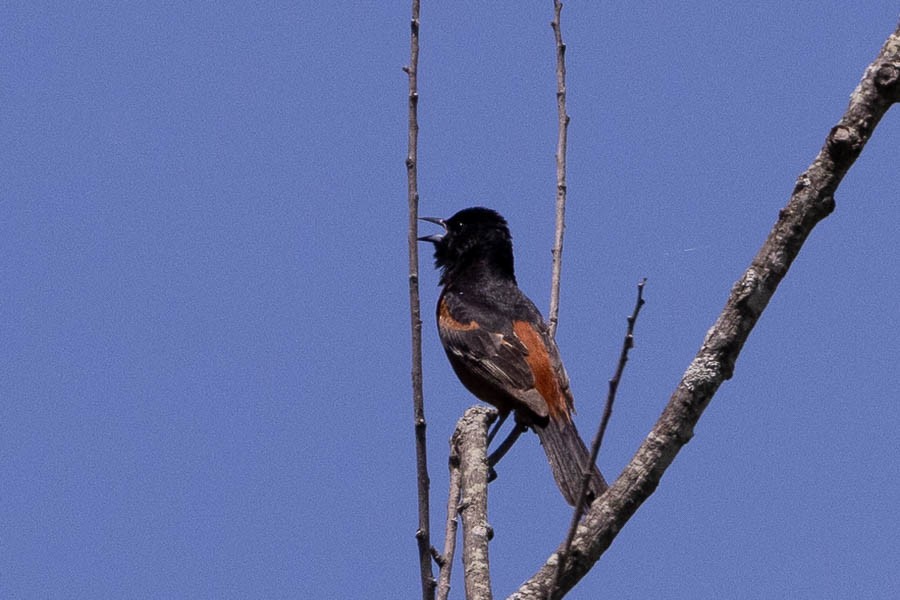 Orchard Oriole - ML619896239
