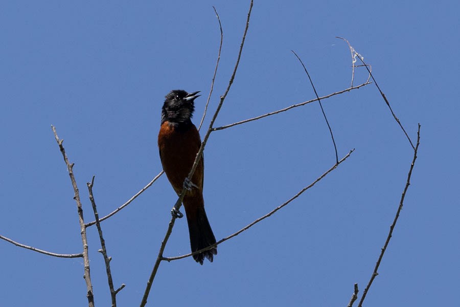 Orchard Oriole - ML619896240