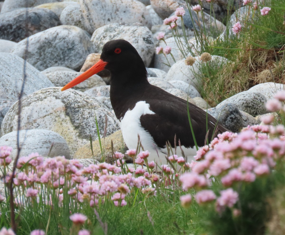 Eurasian Oystercatcher - ML619896247