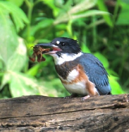 Belted Kingfisher - ML619896254