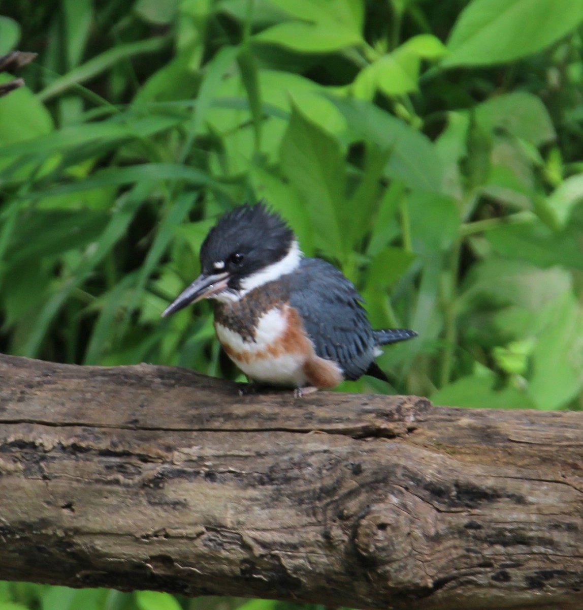 Belted Kingfisher - ML619896258