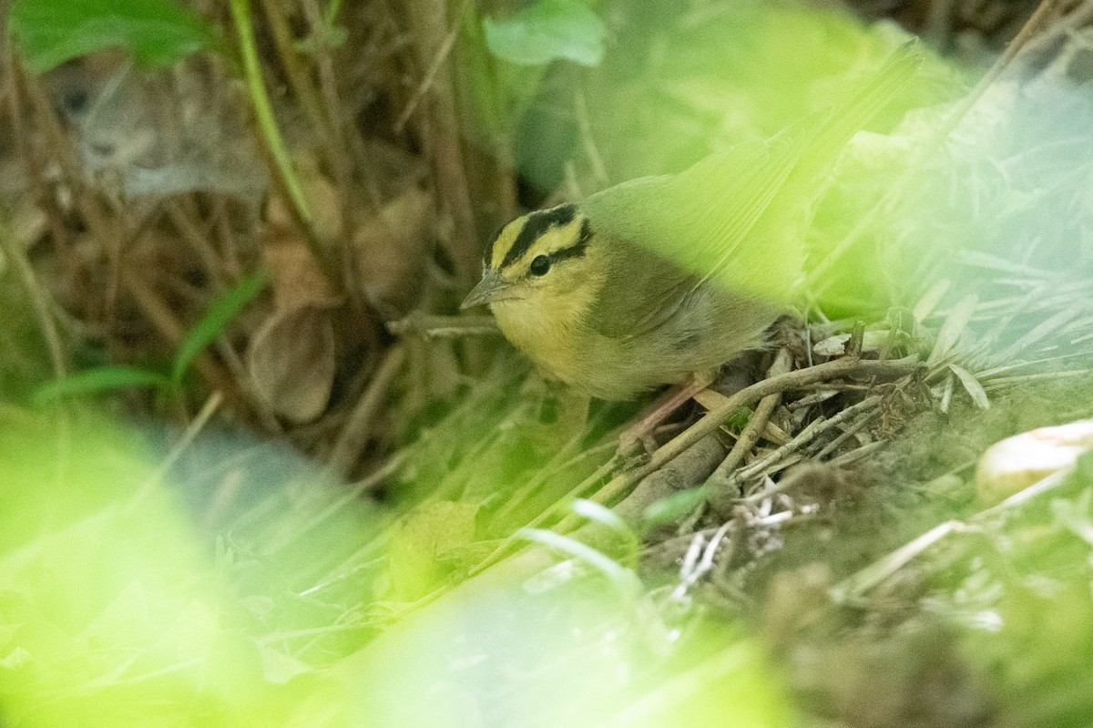 Worm-eating Warbler - ML619896259