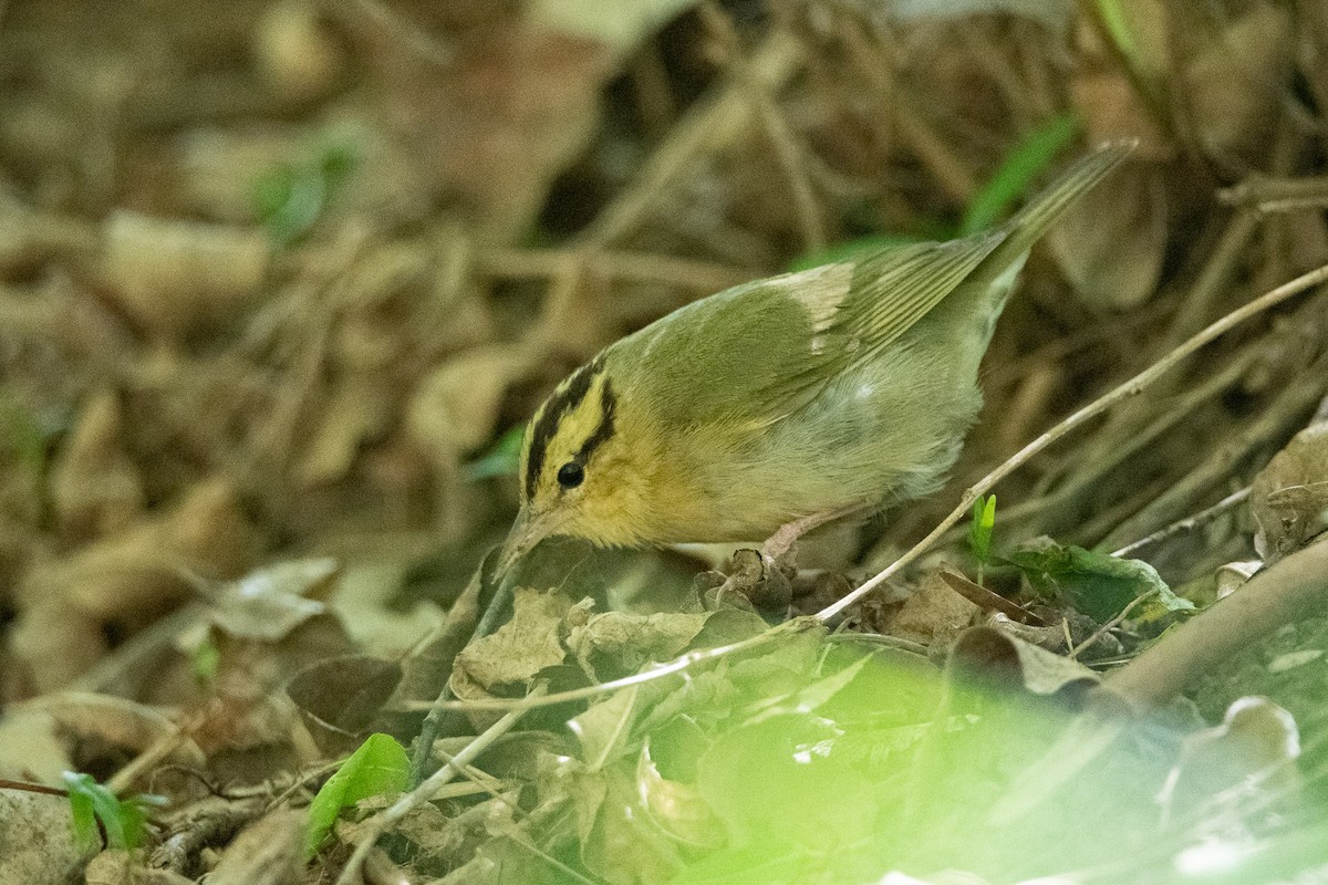 Worm-eating Warbler - ML619896260