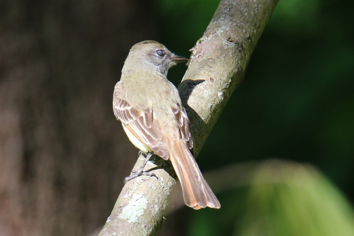 Great Crested Flycatcher - ML619896261