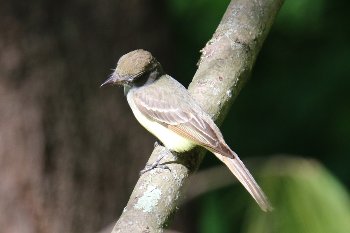 Great Crested Flycatcher - ML619896262
