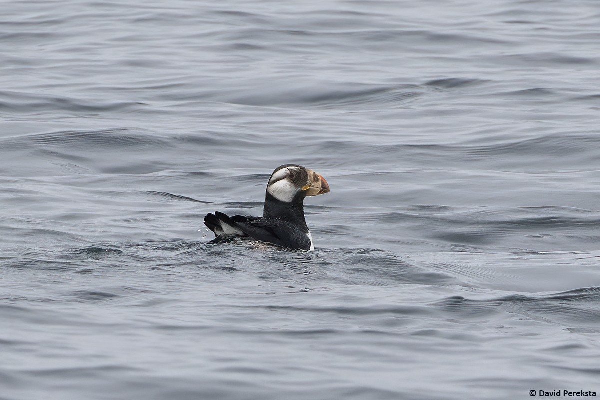 Horned Puffin - ML619896270