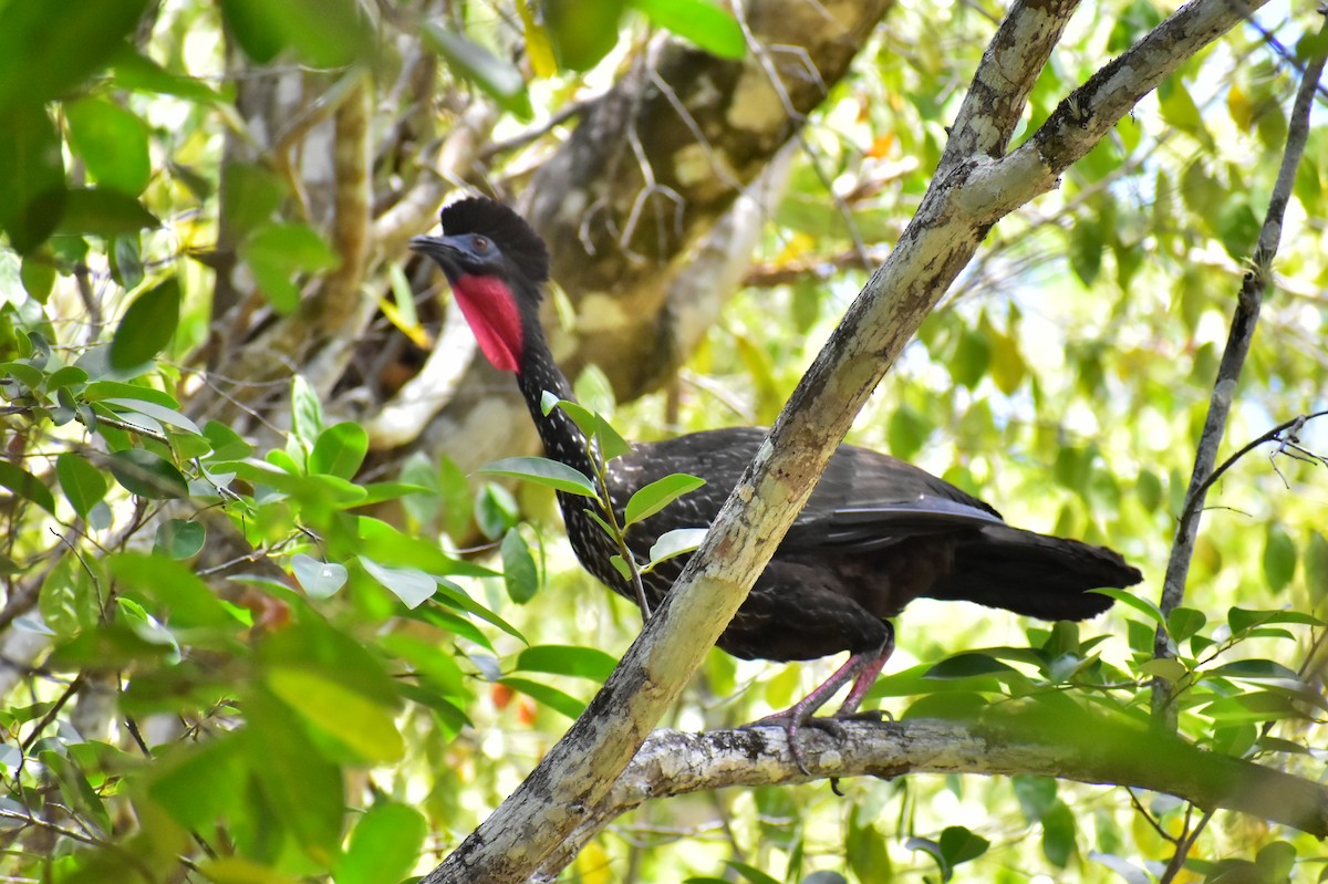 Crested Guan - ML619896279