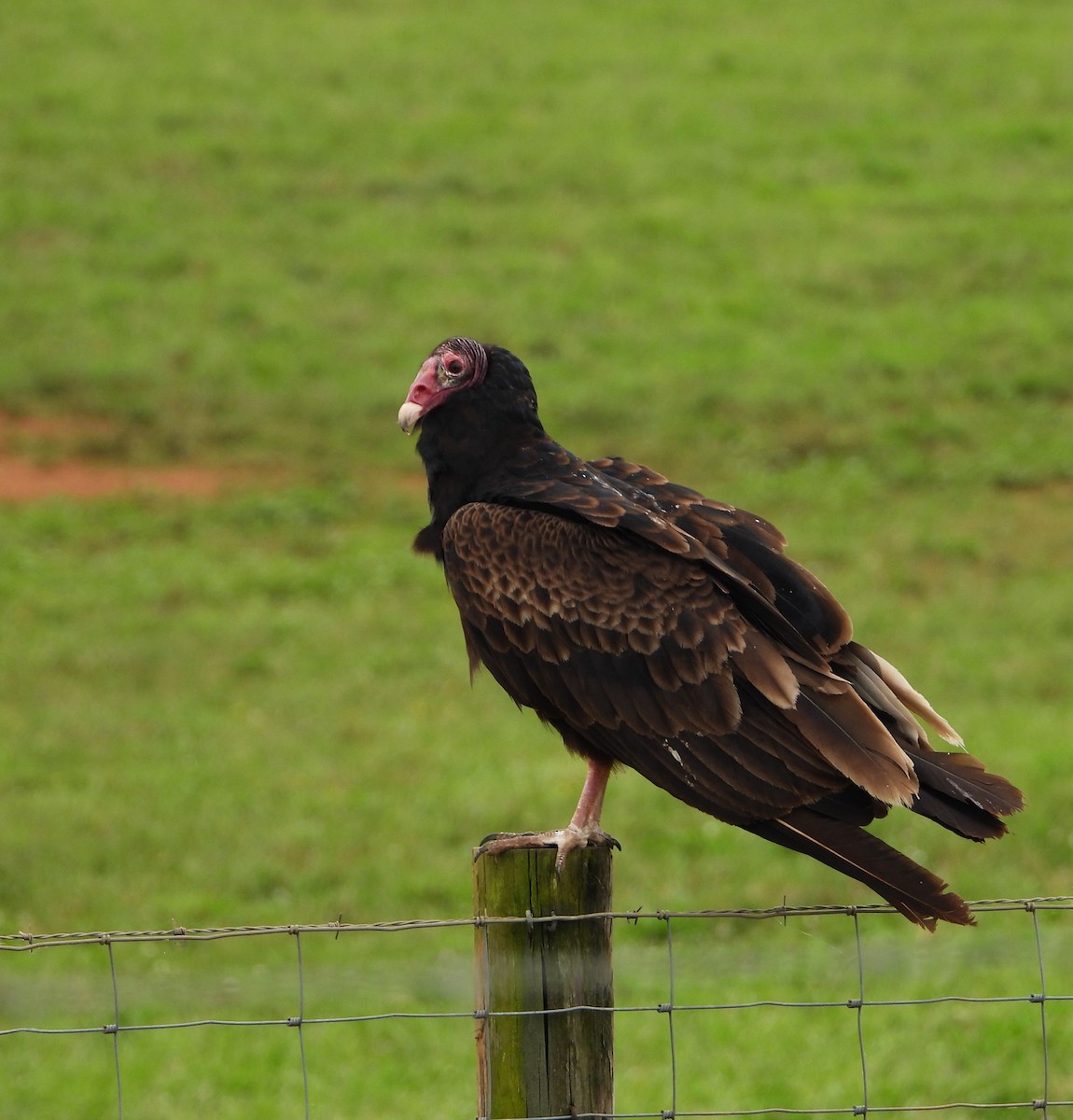 Turkey Vulture - ML619896280