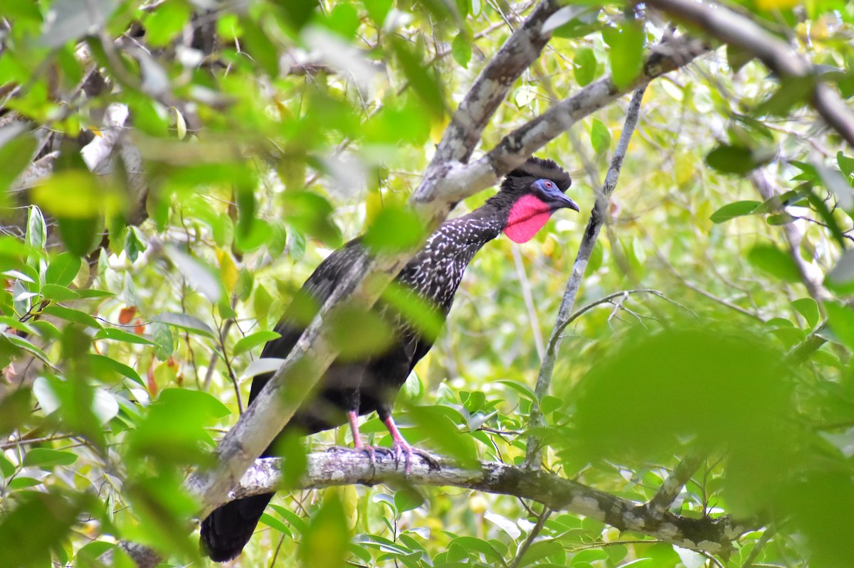 Crested Guan - ML619896285