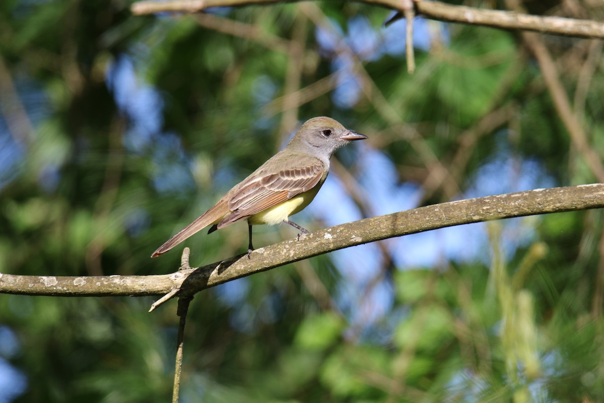 Great Crested Flycatcher - ML619896287