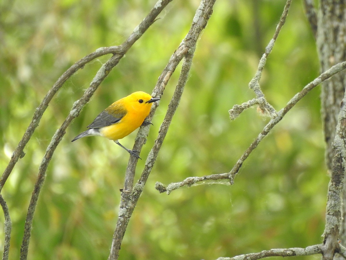 Prothonotary Warbler - ML619896298