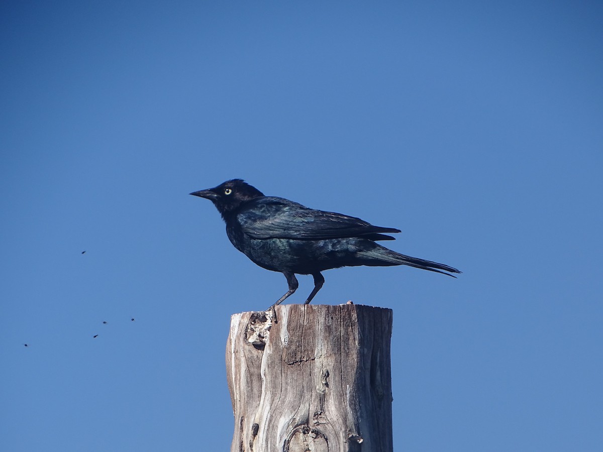 Brewer's Blackbird - ML619896309