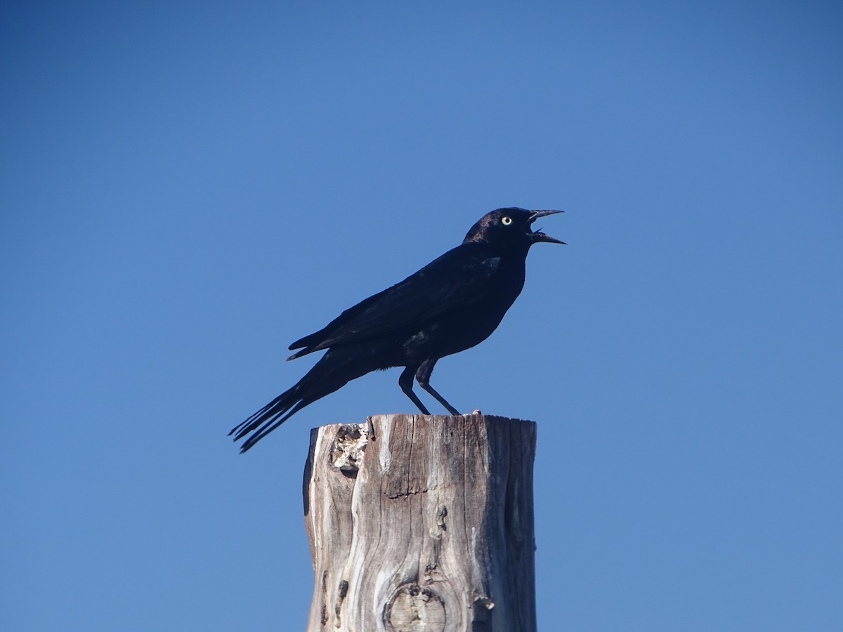 Brewer's Blackbird - ML619896310