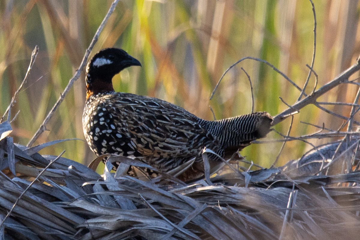 Black Francolin - ML619896312