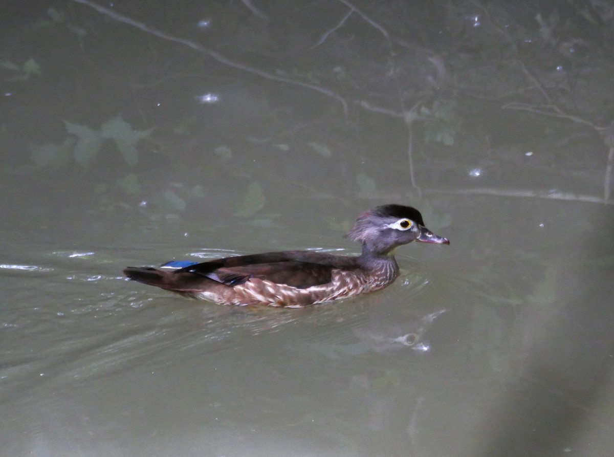 Wood Duck - ML619896321