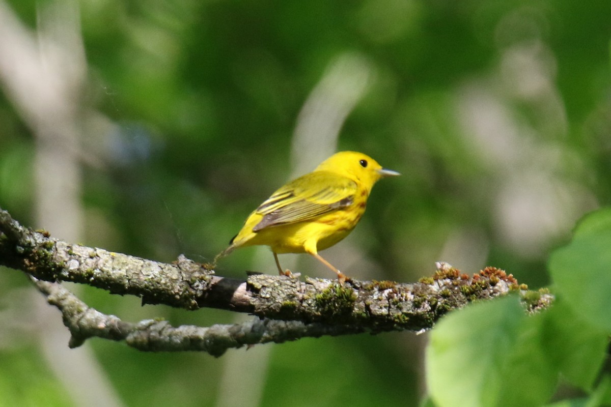 Yellow Warbler - ML619896326
