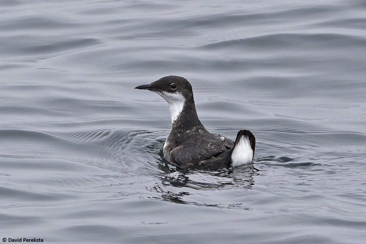 Craveri's Murrelet - ML619896331