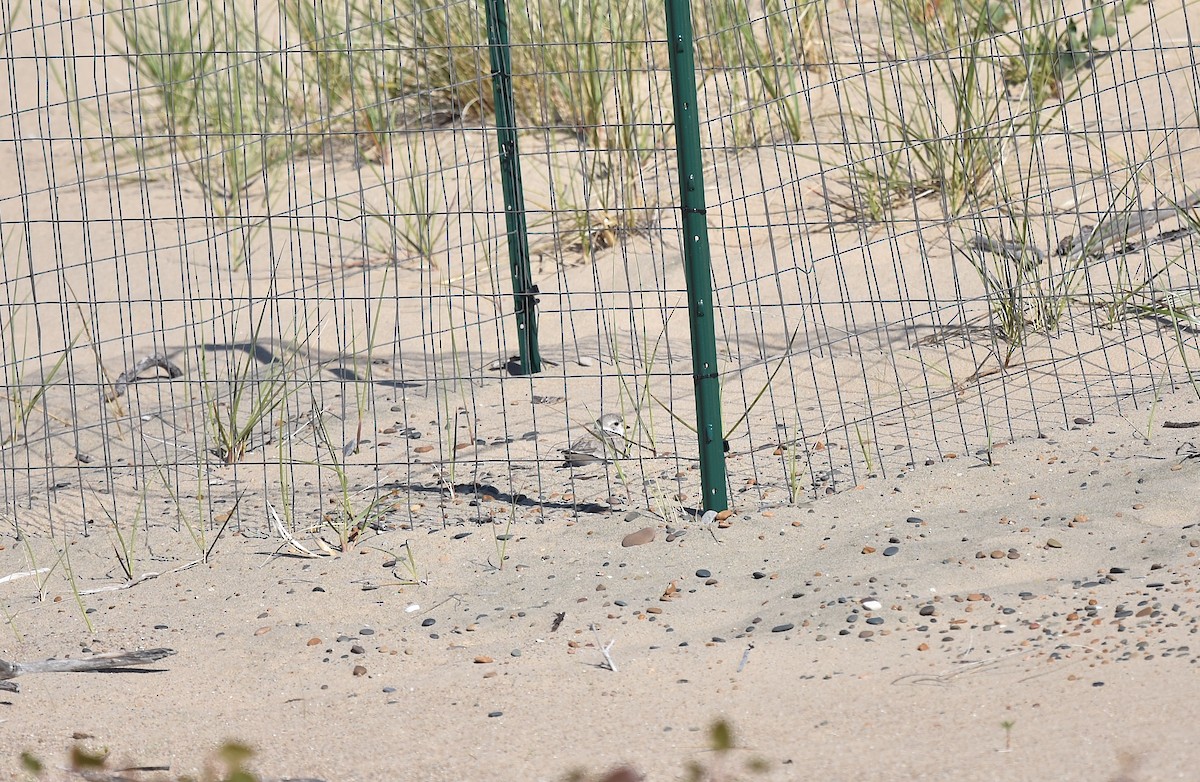 Piping Plover - ML619896332