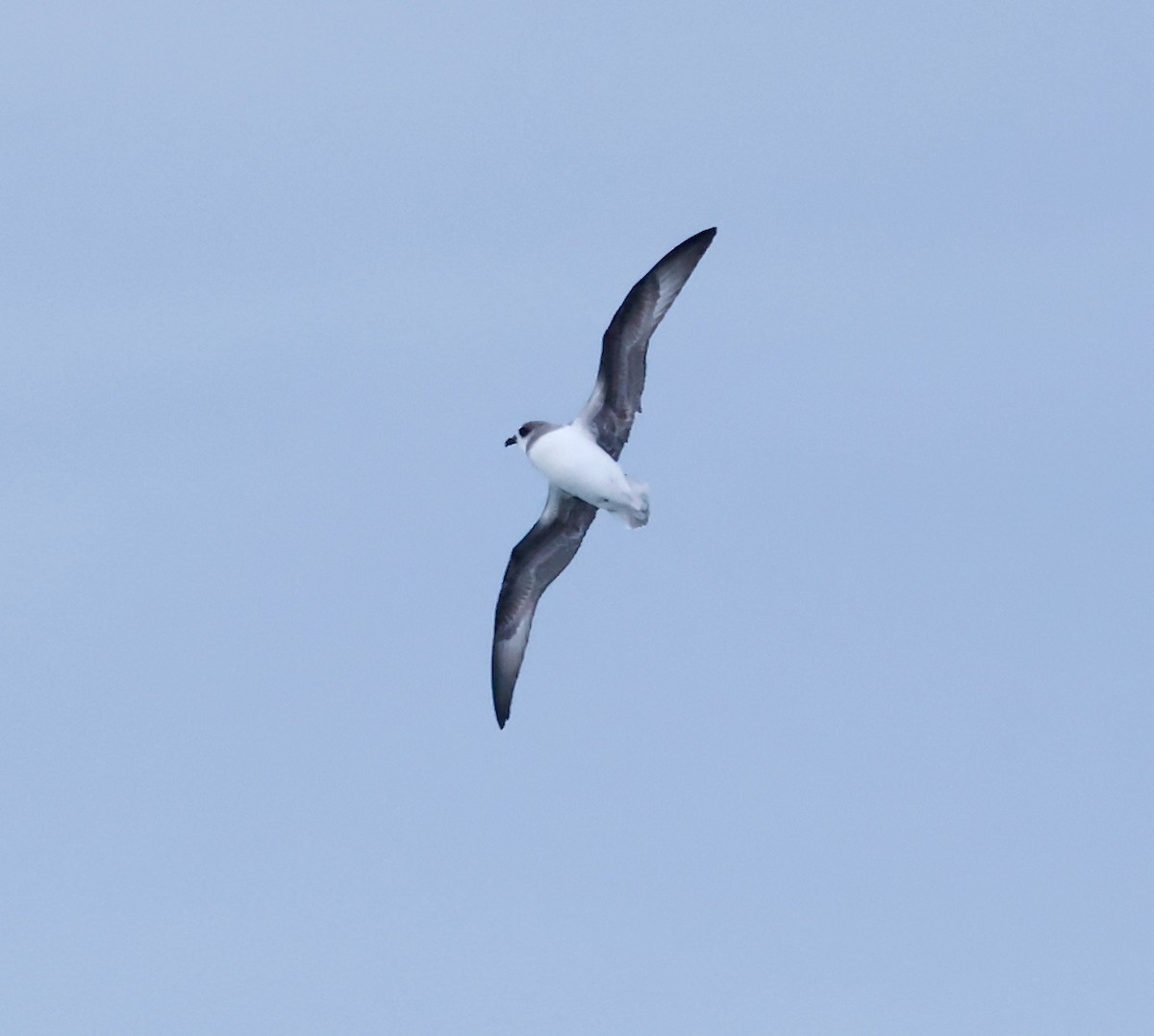 Soft-plumaged Petrel - ML619896341