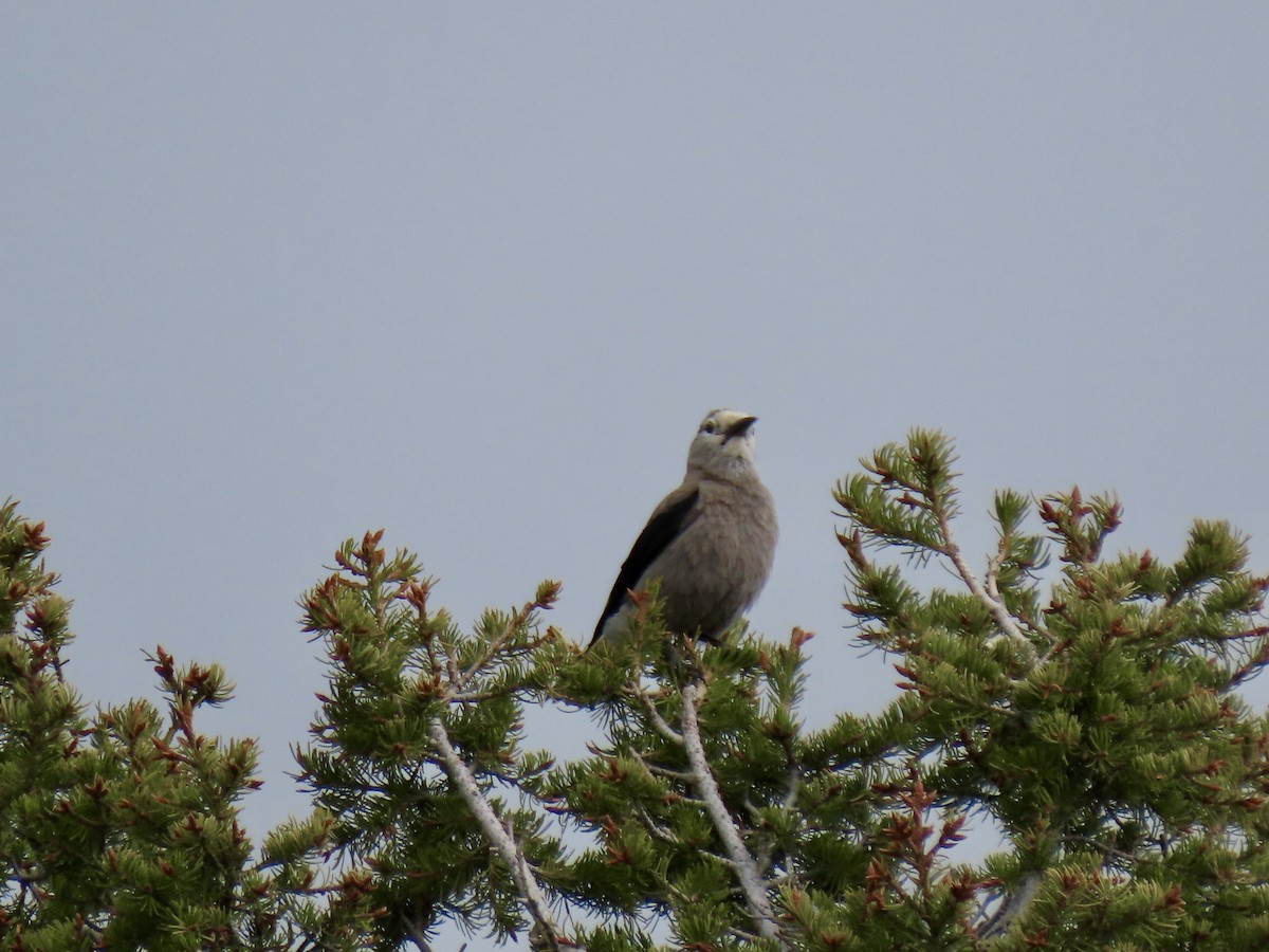 Clark's Nutcracker - ML619896342