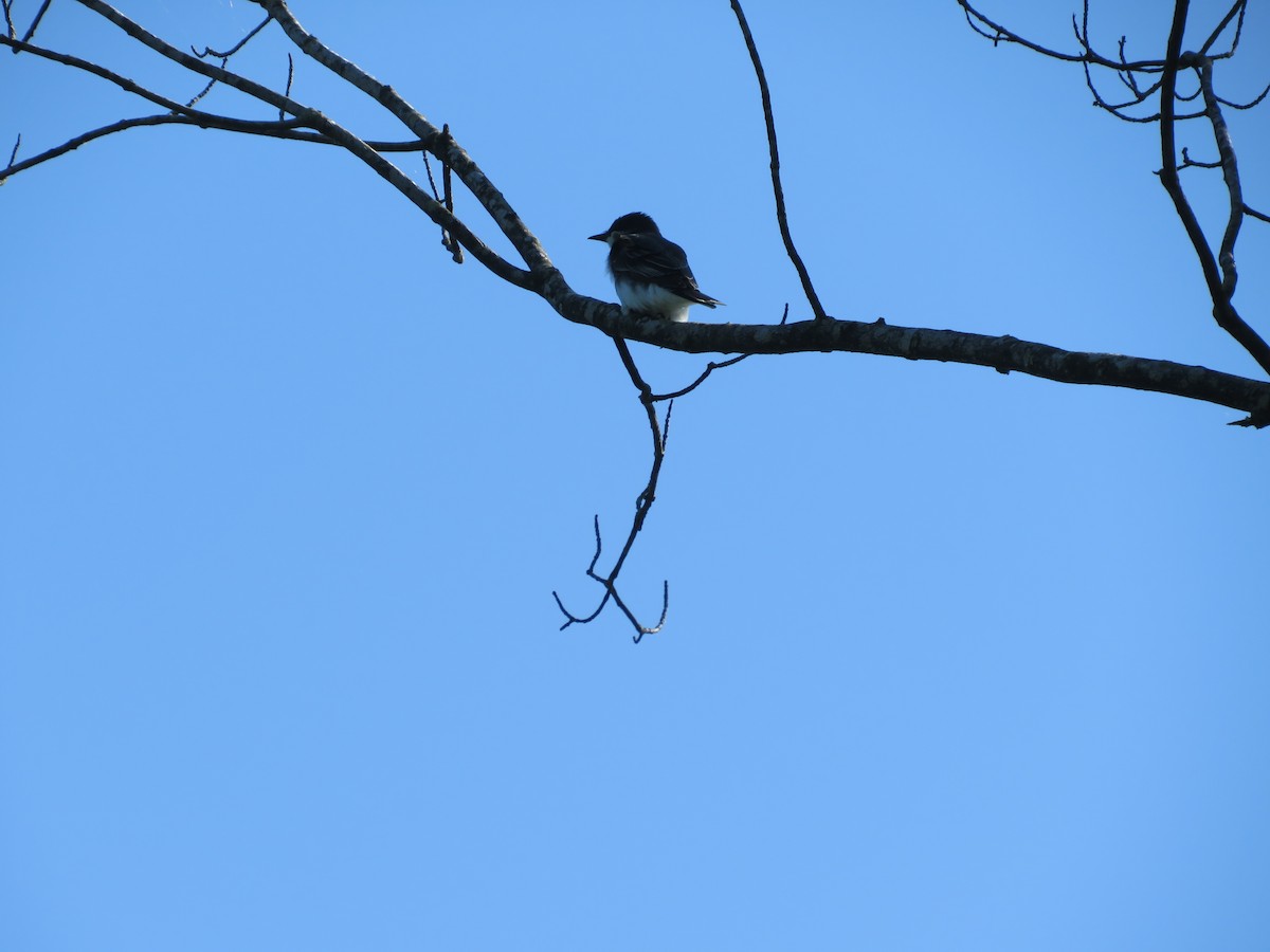 Eastern Kingbird - ML619896345