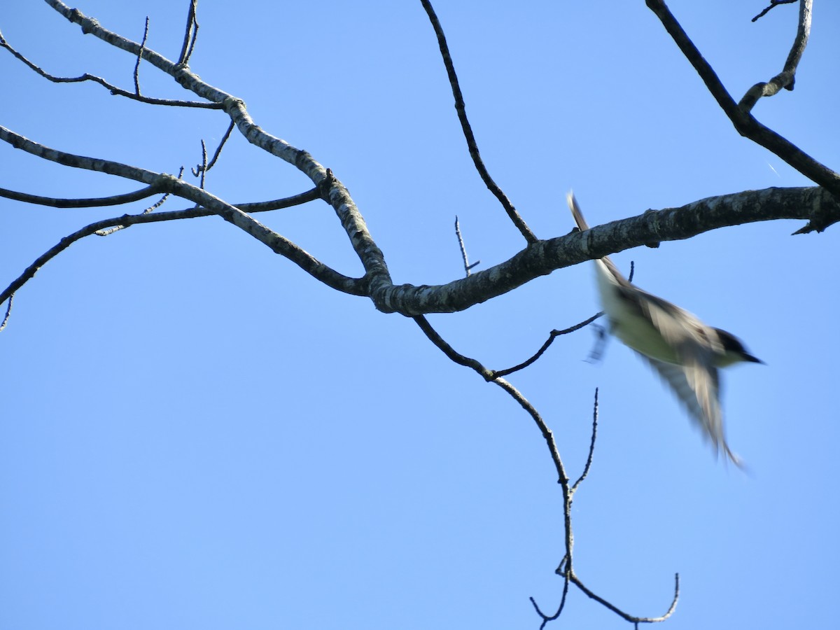 Eastern Kingbird - ML619896349