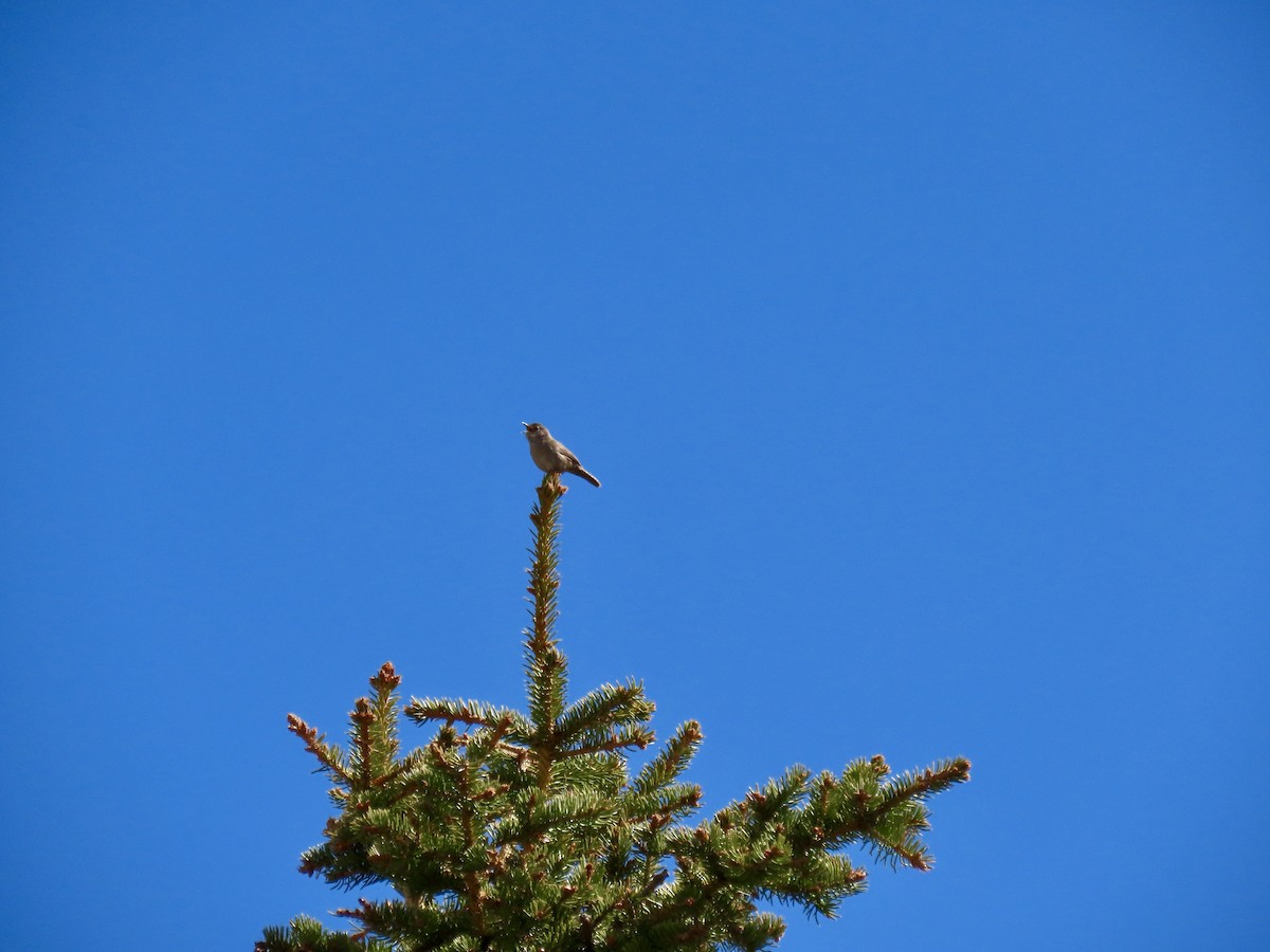 Northern House Wren - ML619896350