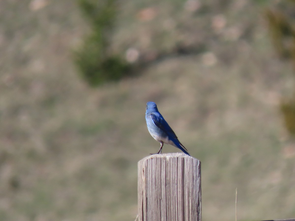 Mountain Bluebird - ML619896352