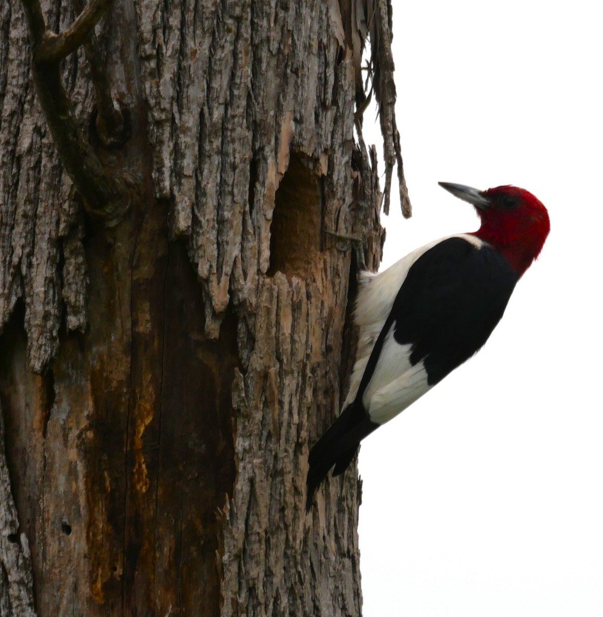 Red-headed Woodpecker - ML619896364
