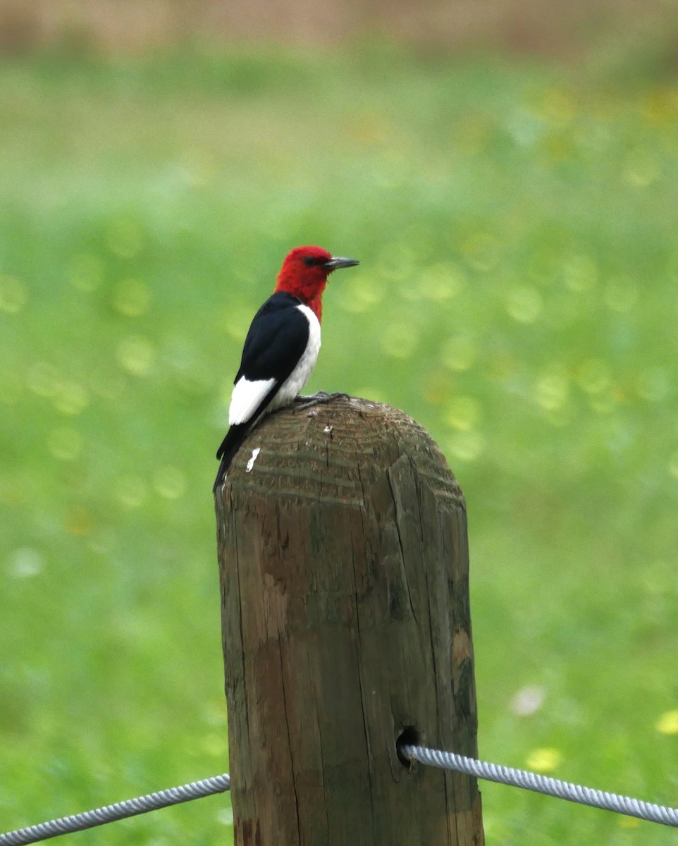 Red-headed Woodpecker - ML619896365