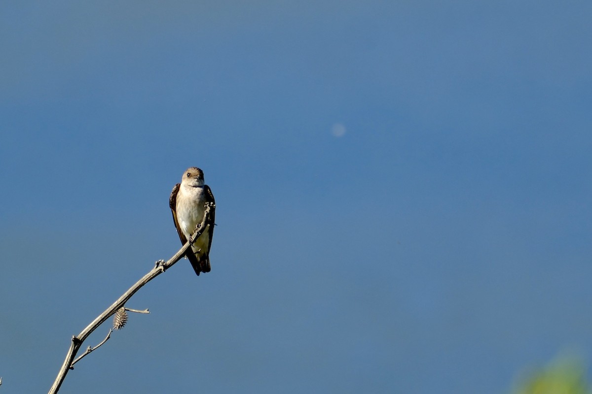 Northern Rough-winged Swallow - ML619896379