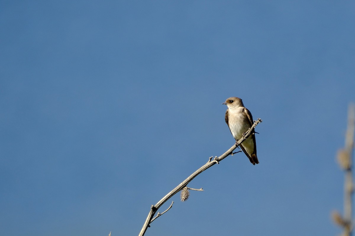 Northern Rough-winged Swallow - ML619896380