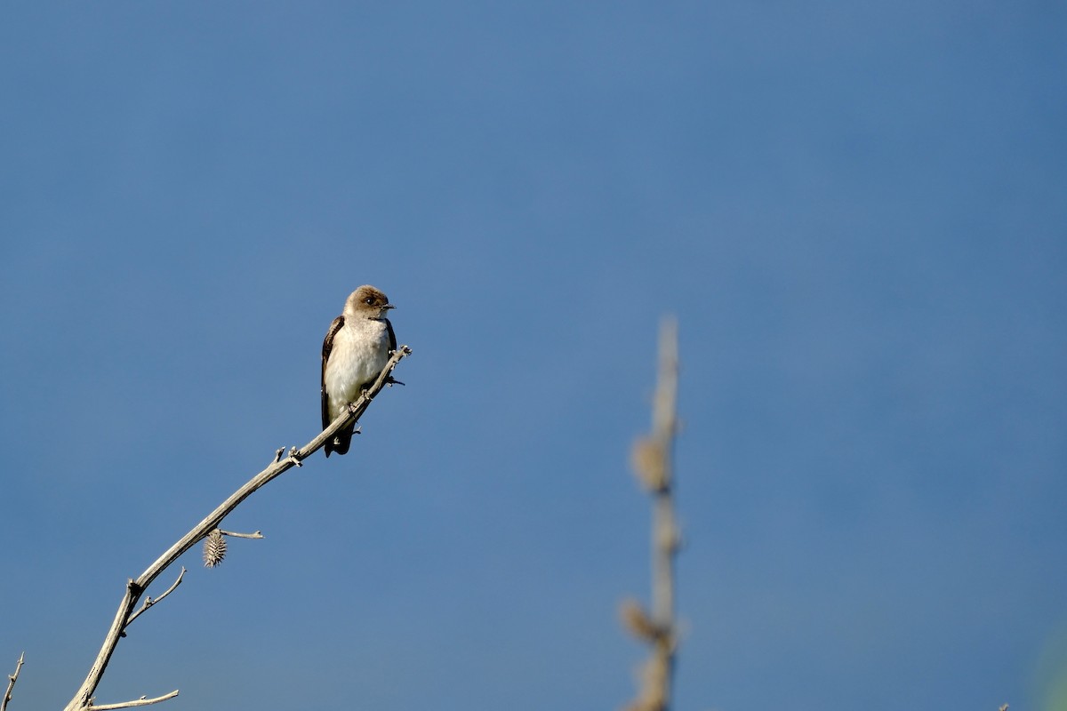 Northern Rough-winged Swallow - ML619896381