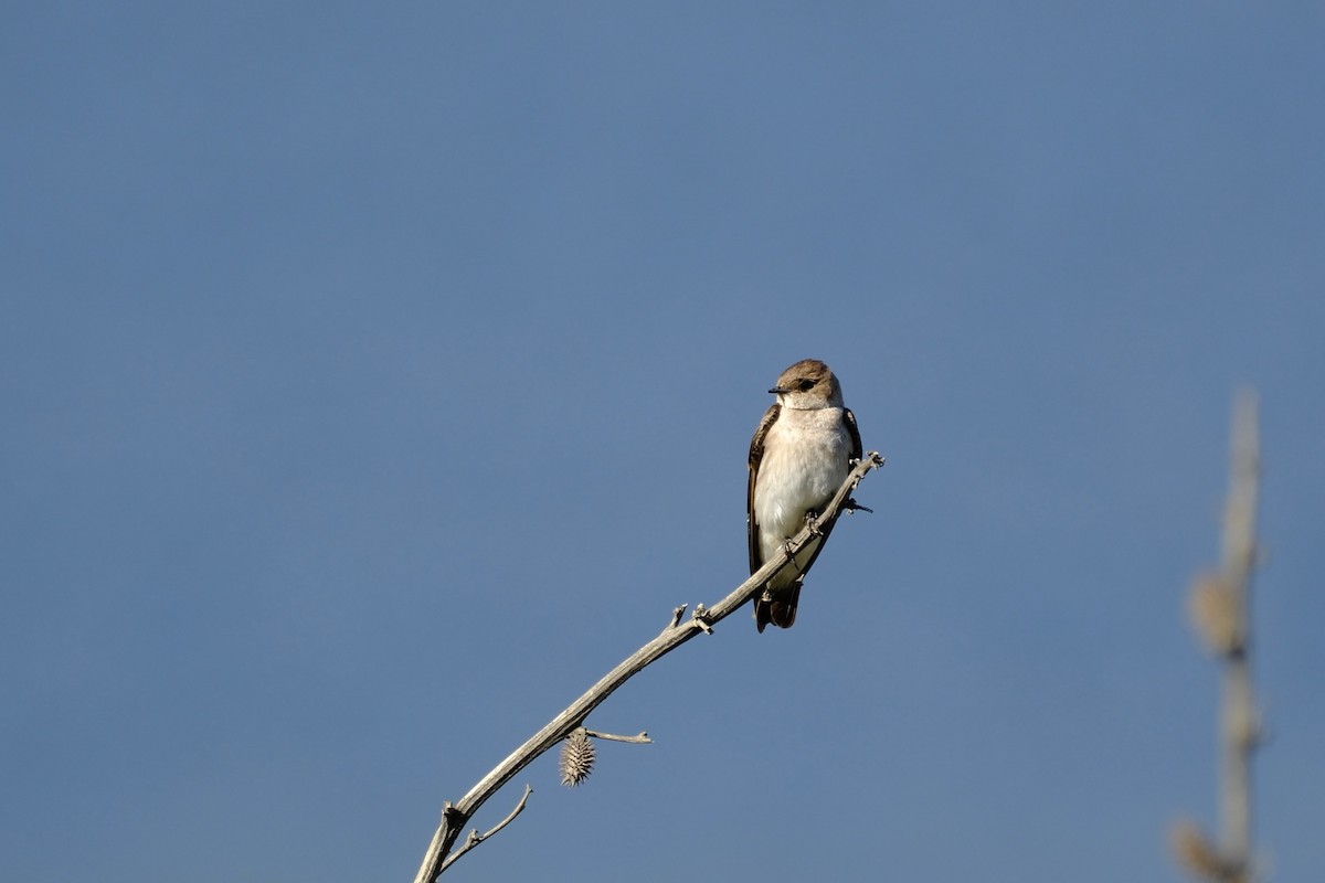 Northern Rough-winged Swallow - ML619896382