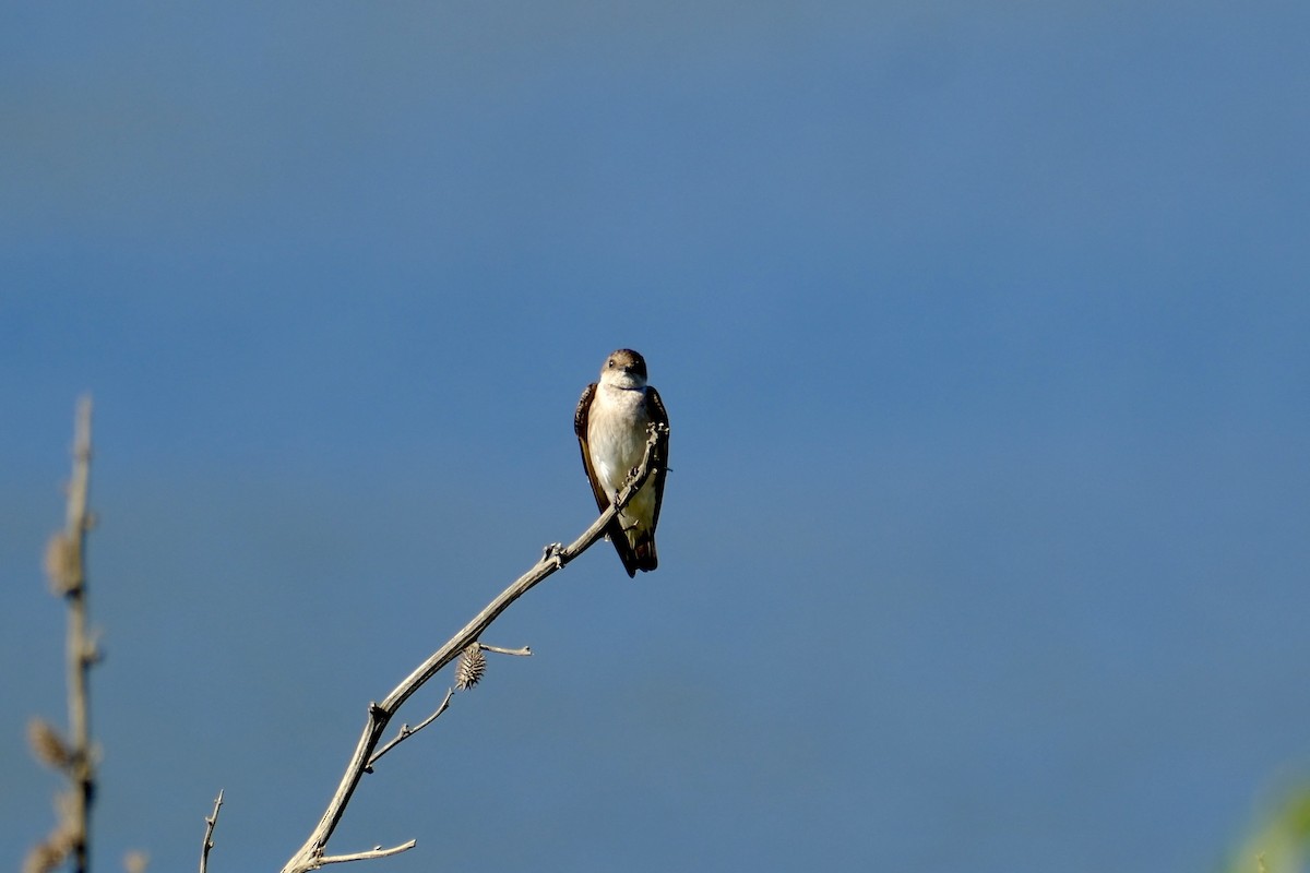 Northern Rough-winged Swallow - ML619896383