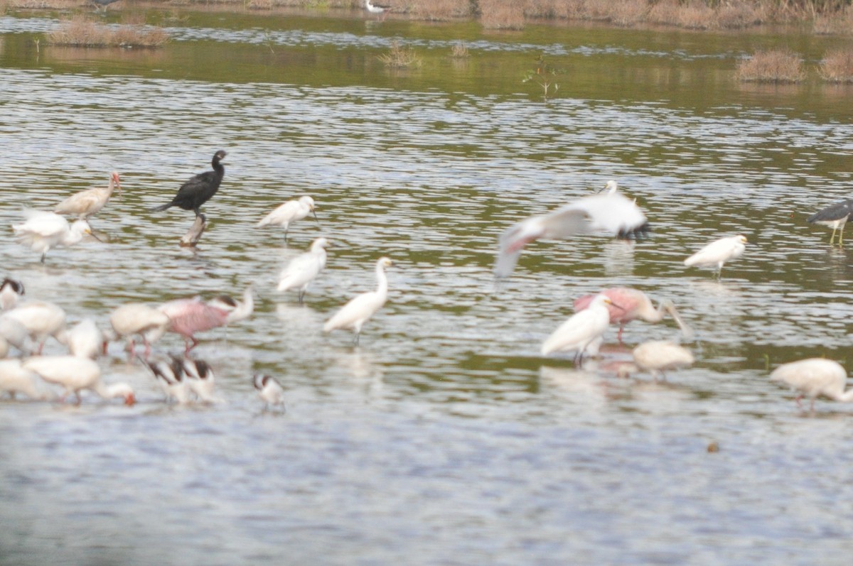 Roseate Spoonbill - ML619896384