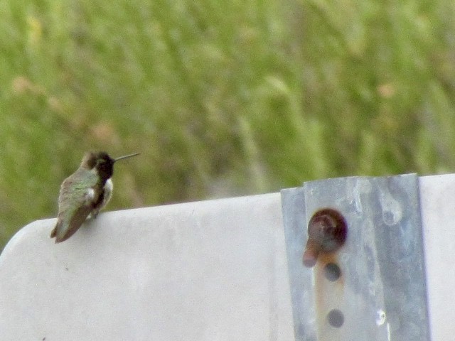 Costa's Hummingbird - Jacobo Treto