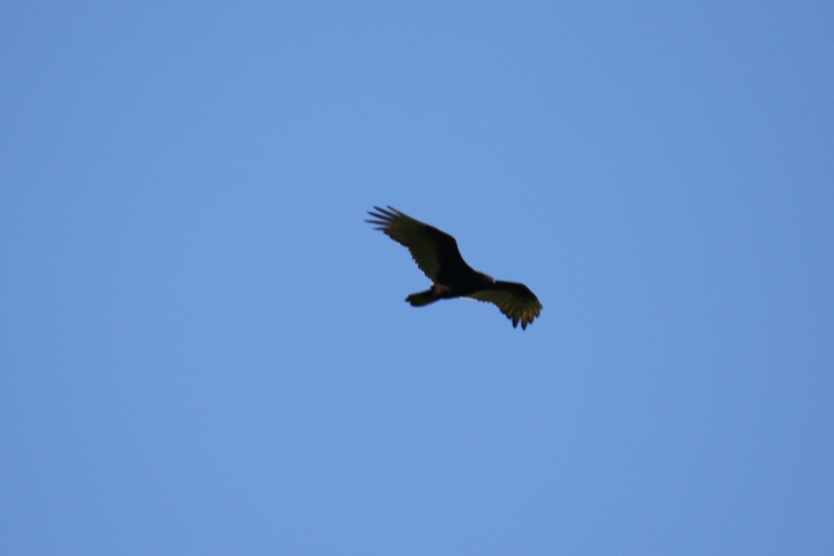 Turkey Vulture - ML619896389