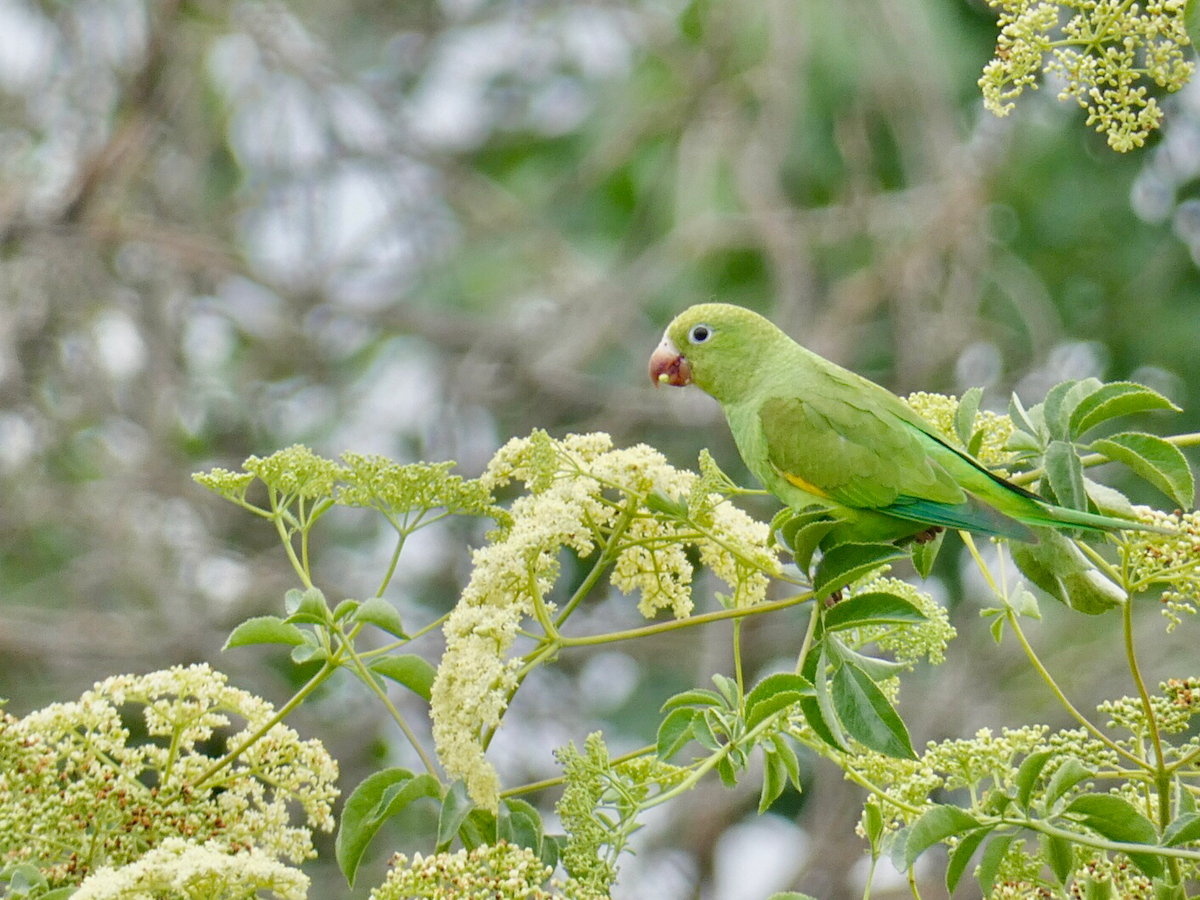 Yellow-chevroned Parakeet - ML619896393