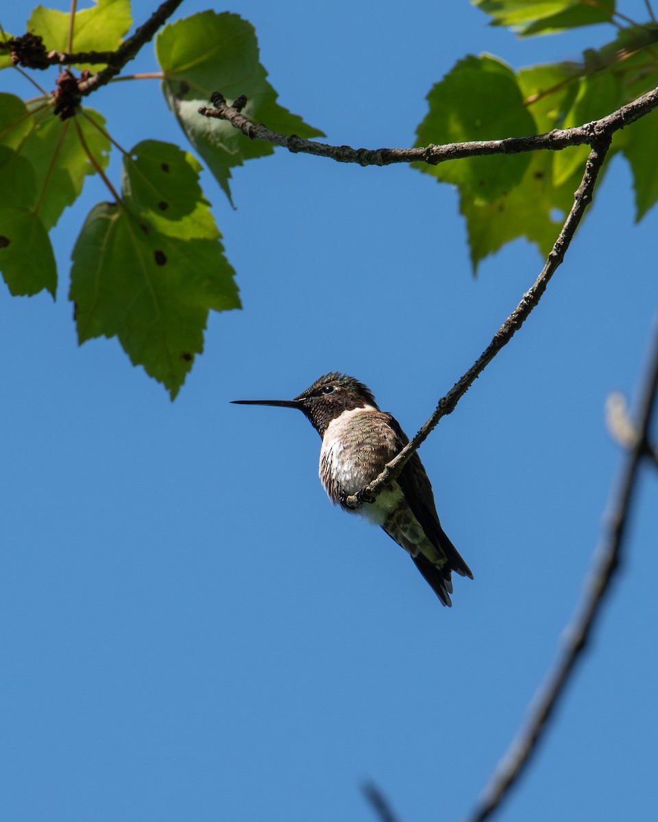 Ruby-throated Hummingbird - ML619896405