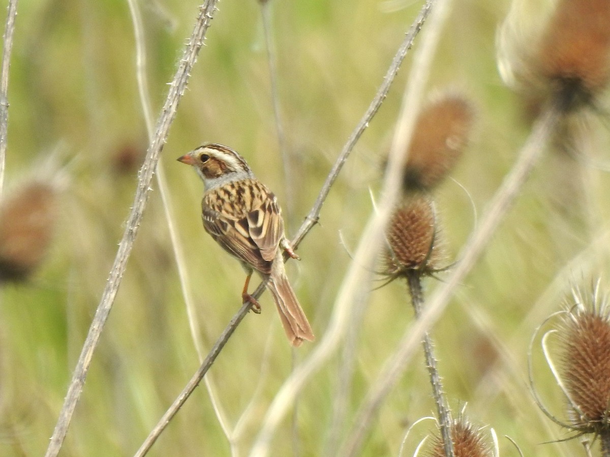 Clay-colored Sparrow - ML619896407