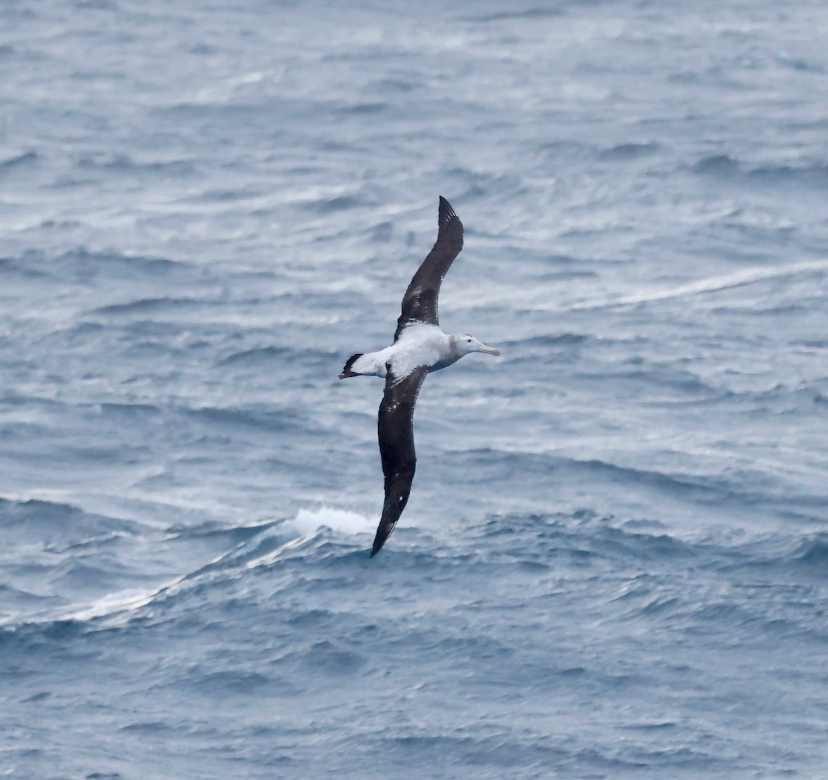 albatros stěhovavý - ML619896409