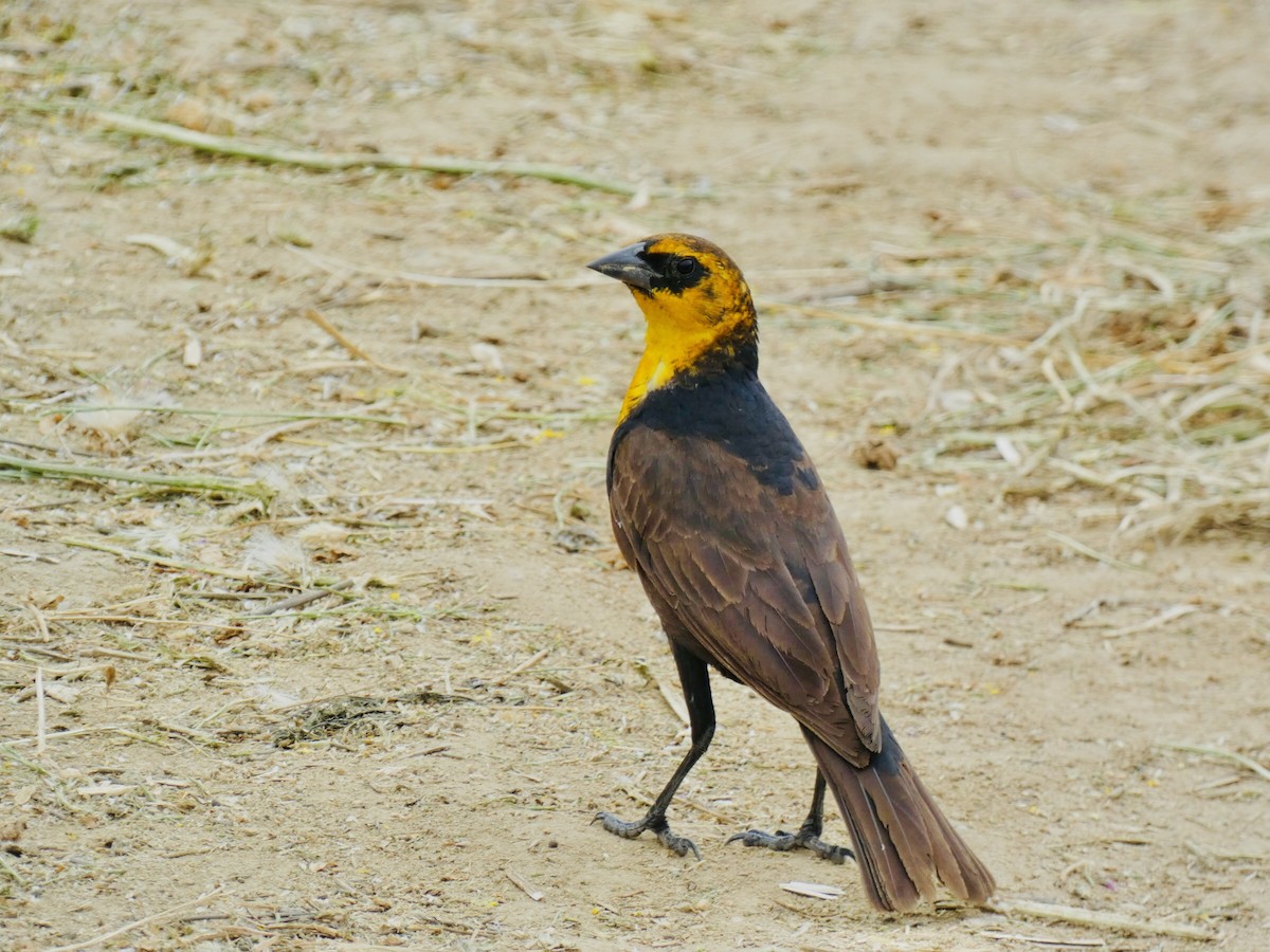 Yellow-headed Blackbird - ML619896412