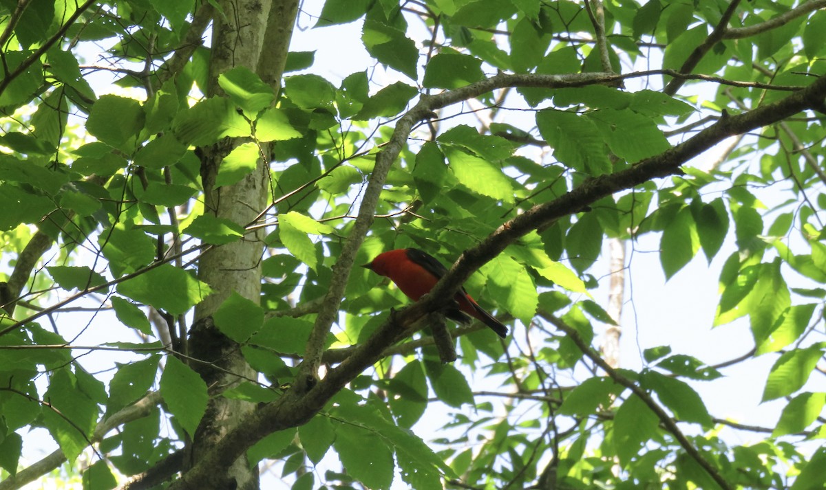Scarlet Tanager - ML619896427
