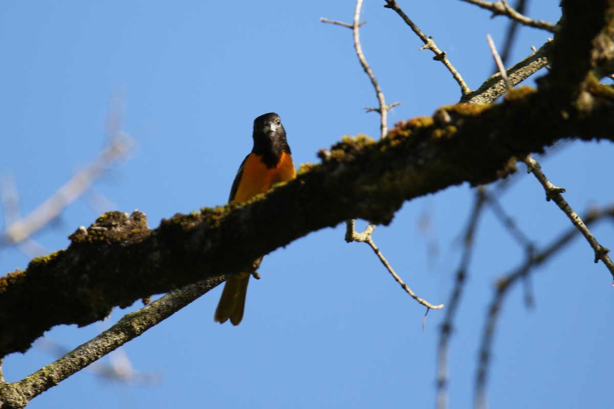 Baltimore Oriole - ML619896446