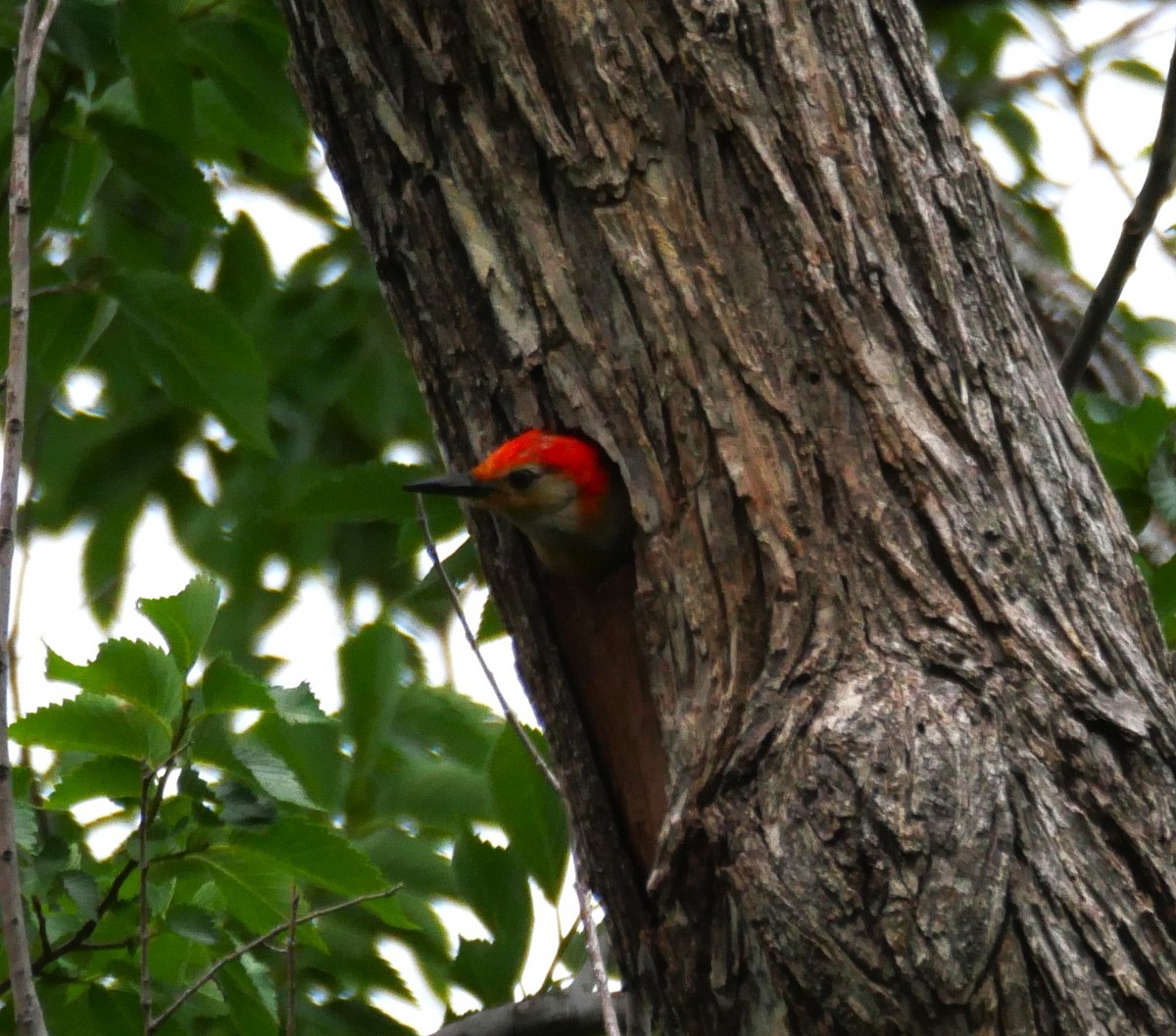Red-bellied Woodpecker - ML619896465