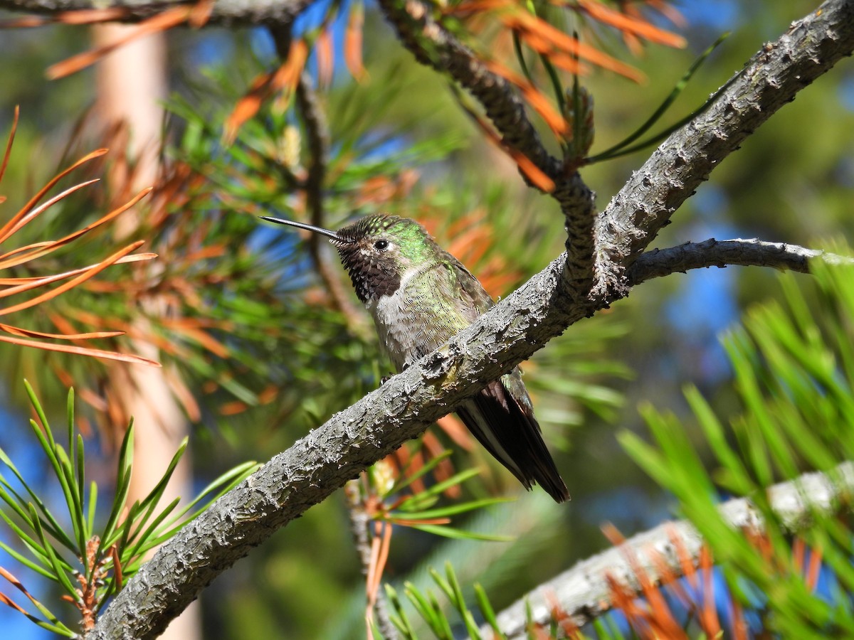 Broad-tailed Hummingbird - Spencer Hurt