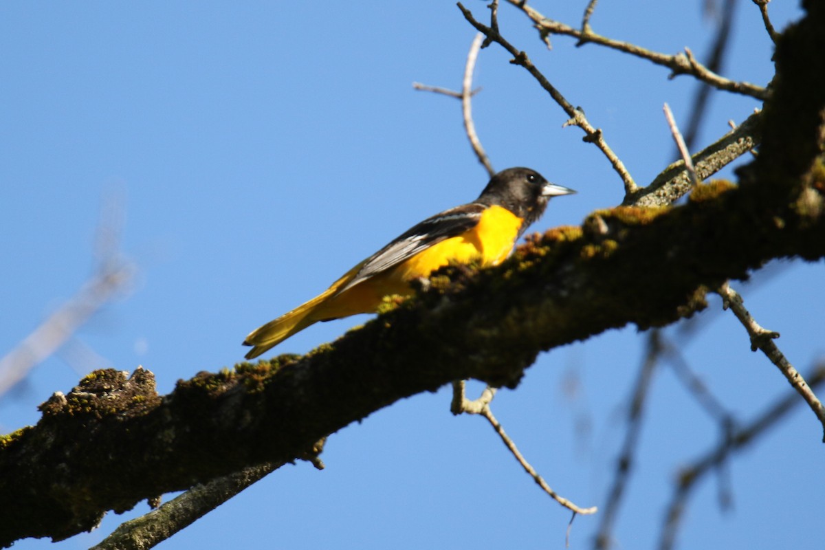 Baltimore Oriole - ML619896478