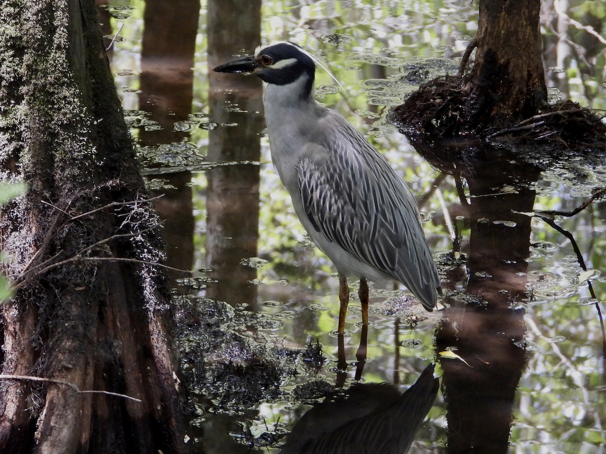 Yellow-crowned Night Heron - ML619896507